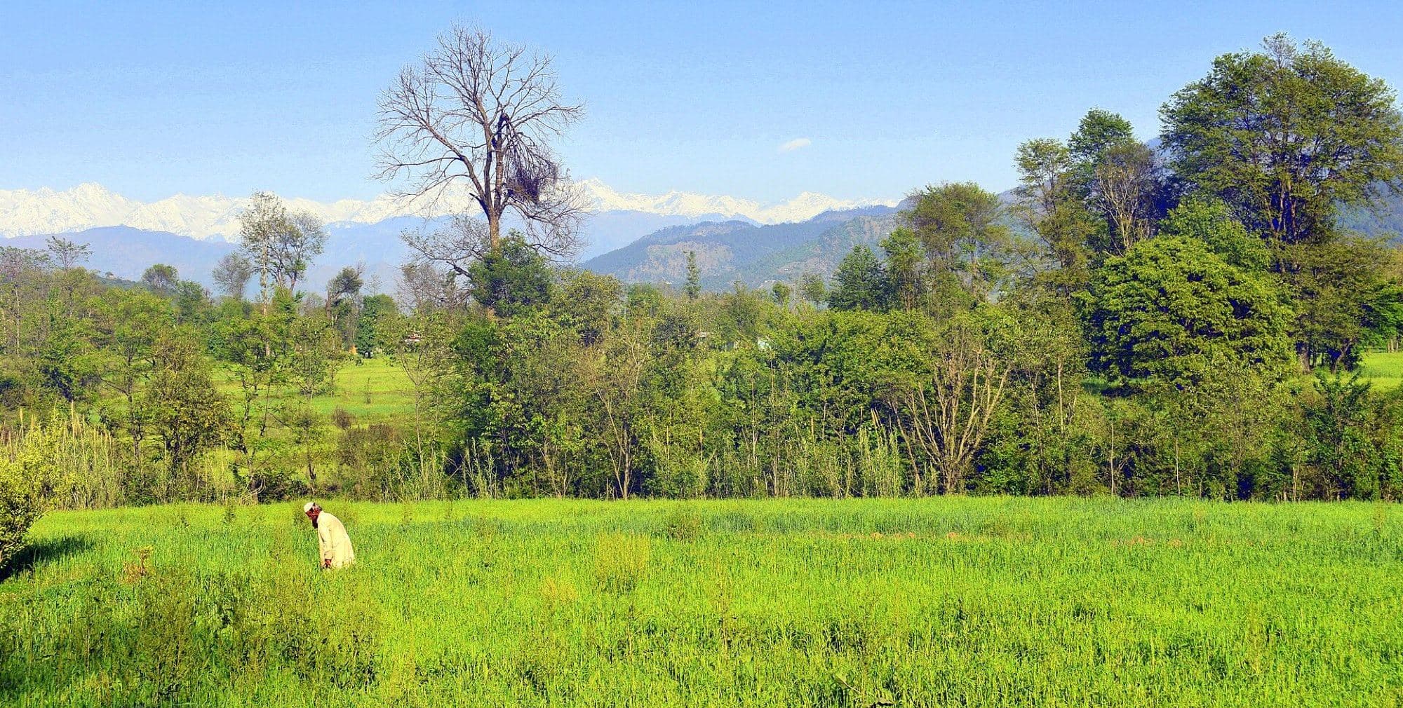 Spring fields in Poonch valley, snow still on the peaks